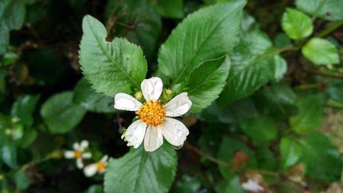 Ở nhiều địa phương vùng núi phía Bắc như Yên Bái, hoa xuyến chi được xem như loại đặc sản độc lạ vừa ngon lại có tác dụng bổ dưỡng.