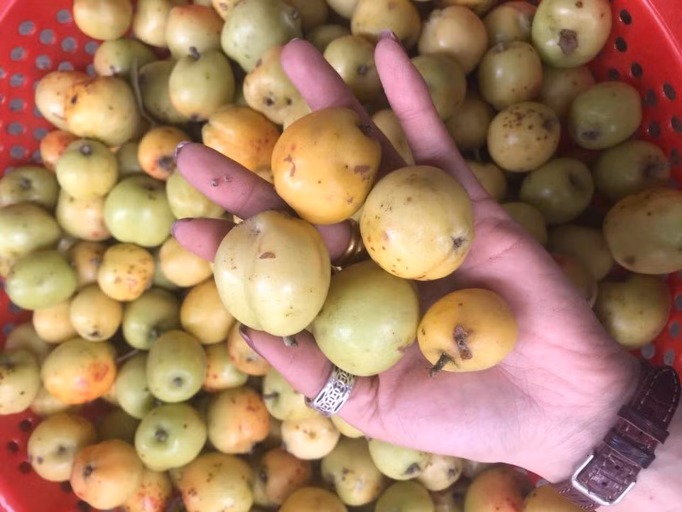 Táo mèo là loại quả rừng mọc nhiều ở những tỉnh miền núi, ngon nhất và nổi tiếng nhất người ta thường nói đến táo mèo ở 2 vùng là Yên Bái và Lào Cai.