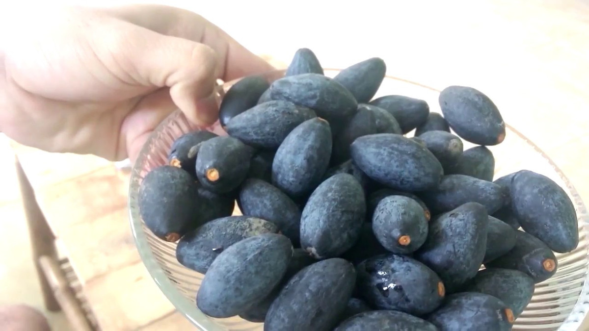 Trám đen lại có một màu đen mượt được phủ ngoài một lớp trắng mỏng trên vỏ. Trám đen có vị bùi ngậy rất đặc trưng, thịt bên trong khá bở màu vàng. Quả này được chế biến nhiều món ngon như: xôi trám, thịt ba chỉ kho trám, thịt rang trám đen, dầu trám, cá kho… béo ngậy và bổ dưỡng. Ảnh: Internet.