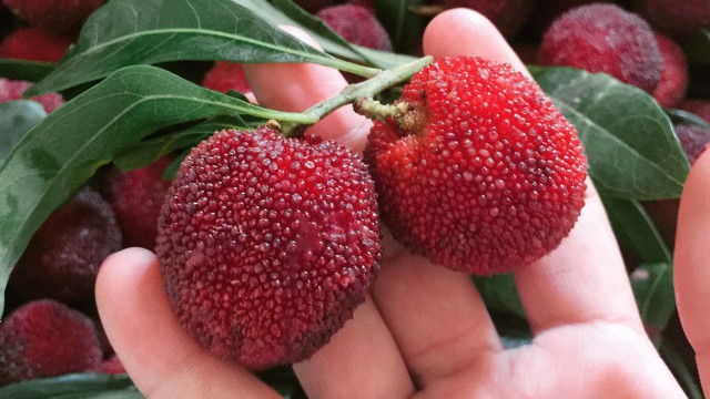 Cách ăn cũng khá giống dâu tằm, có thể ăn ngay hoặc ngâm với đường làm siro để giải khát mùa hè vào những ngày nắng nóng của tháng 7-8.