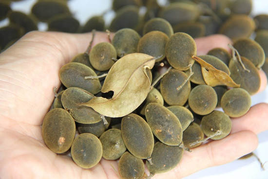 Khi hái xuống, quả chín sẽ đổi màu sang nâu hoặc vàng mơ. Vỏ bên ngoài khá nhũn, chỉ cần ấn nhẹ sẽ thưởng thức được ngay hương vị bên trong. Thịt bên trong thường có màu vàng đậm, xốp và mềm, khi ăn có vị chua nhưng để lâu một chút sẽ thấy vị thanh ngọt dễ chịu.