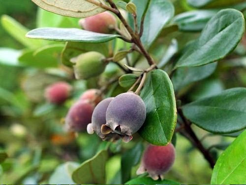 Sim rừng: Đây là một loại quả rừng rất đặc biệt, không chỉ mọc ở nhiều cánh rừng miền núi phía bắc như: Lạng Sơn, Quảng Ninh mà còn mọc ở các vùng hải đảo như Côn Đảo, Lý Sơn, Phú Quốc.