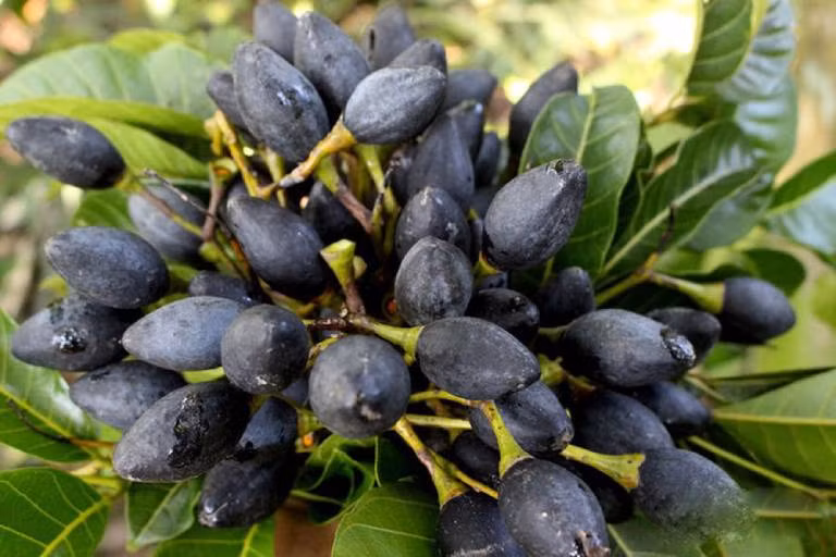 Trám rừng là một trong những đặc sản của vùng núi phía Bắc. Có hai loại trám rừng là trám trắng (có màu xanh lá cây) và trám đen.