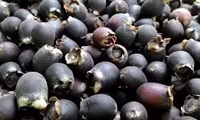 Đối với những tín đồ ăn vặt, sim rừng cũng là một cái tên cũng không còn xa lạ với vị ngọt dịu không thể lẫn. Bên ngoài vỏ sim cũng mềm và mịn như nhung, nhưng bên trong thịt sim có một màu tím đen, vị ngọt dịu dịu mà chắc chắn khi ăn nhiều miệng bạn cũng sẽ đen tím như màu sim. 