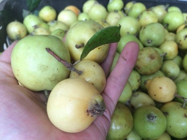 Không chỉ ngon miệng, táo mèo còn được sử dụng trong Đông y để làm thuốc cùng những công dụng như: hạ huyết áp, hạ mỡ máu, giãn động mạch vành, cải thiện sức co bóp của tim.