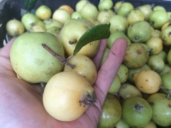 Không chỉ ngon miệng, táo mèo còn được sử dụng trong Đông y để làm thuốc cùng những công dụng như: hạ huyết áp, hạ mỡ máu, giãn động mạch vành, cải thiện sức co bóp của tim.