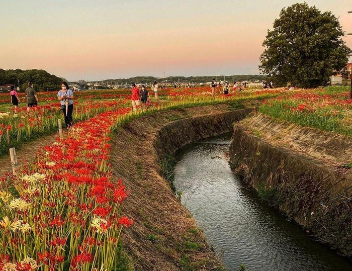 Hoa bi ngan no ruc khap Nhat Ban-Hinh-4