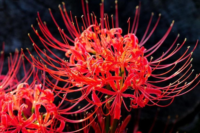 Hoa bi ngan no ruc khap Nhat Ban-Hinh-3