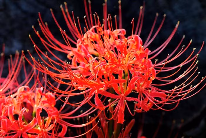 Hoa bi ngan no ruc khap Nhat Ban-Hinh-3