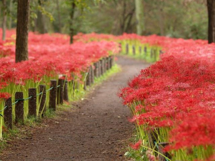 Hoa bi ngan no ruc khap Nhat Ban-Hinh-5