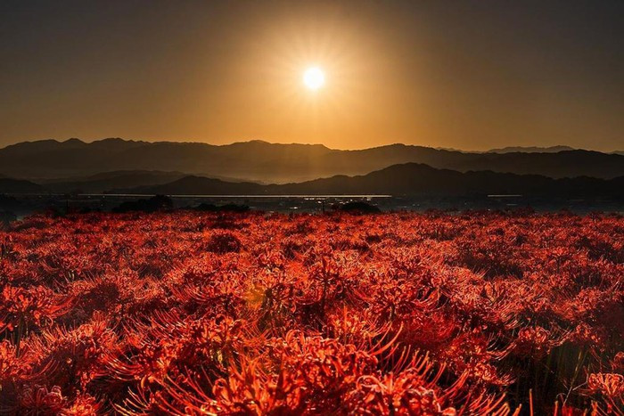 Hoa bi ngan no ruc khap Nhat Ban