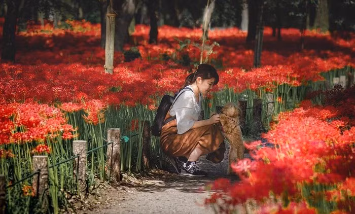 Hoa bi ngan no ruc khap Nhat Ban-Hinh-2