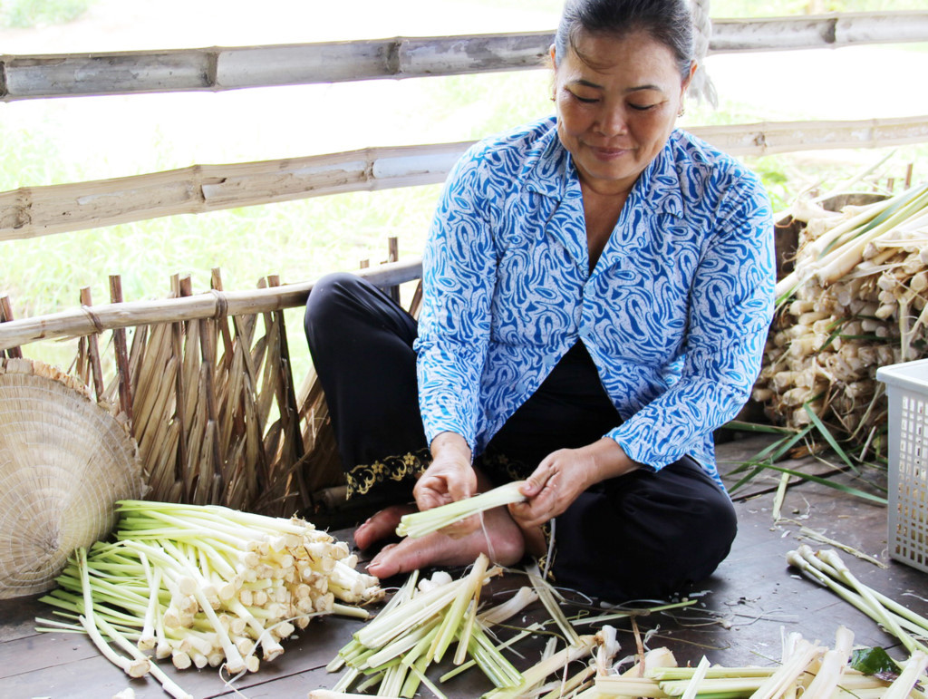 Mùa bồn bồn thường bắt đầu từ tháng 6 đến tháng 11 hàng năm. Vào khoảng thời gian này, trên các cánh đồng chua, những vạt bồn bồn đua nhau phủ lên một màu xanh mướt.