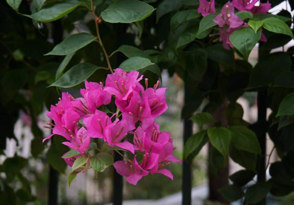 ‘Hop lop chi la san dien de khoe cua, khoe con’