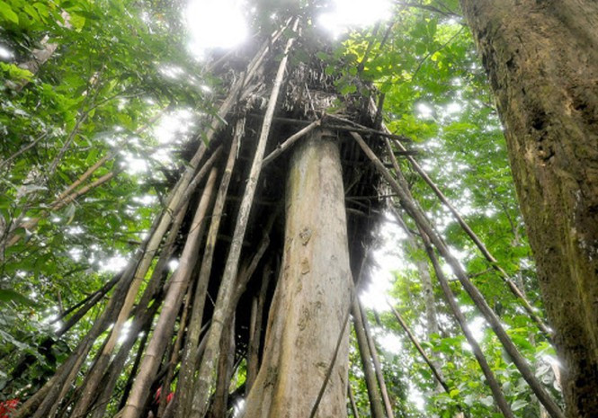 'Người rừng' Hồ Văn Lang sau 7 năm trở về làng - Hình 3 'Nguoi rung' Ho Van Lang sau 7 nam tro ve lang-Hinh-3