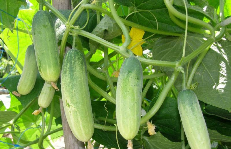 Dưa chuột: Ở nhiều nơi, người trồng dưa chuột thường phun thuốc liên tục. Nếu ăn dưa chuột phun thuốc sâu không rửa kỹ, không gọt vỏ thì nguy cơ bị ngộ độc rất cao với các triệu chứng nôn mửa, chóng mặt đau đầu.