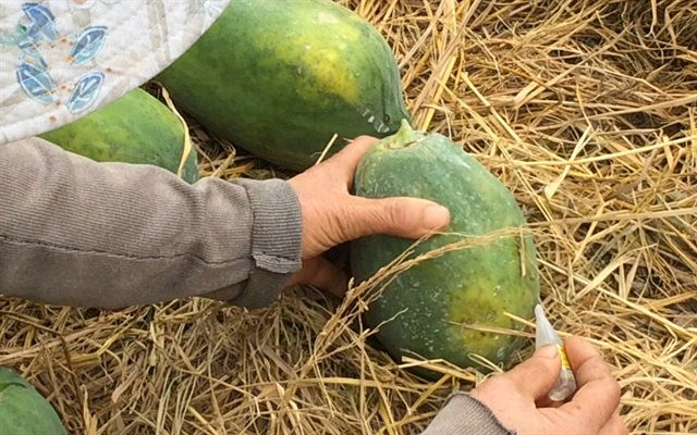 Đu đủ: Chỉ cần vài giọt dung dịch từ lọ thuốc bé bằng ngón tay út vào cuống, đu đủ xanh vừa ngắt trên cây sẽ chín vàng ruộm, đẹp mã sau ít giờ đồng hồ.