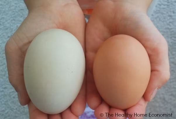 Giai ma vi sao trung vit bo duong hon trung ga