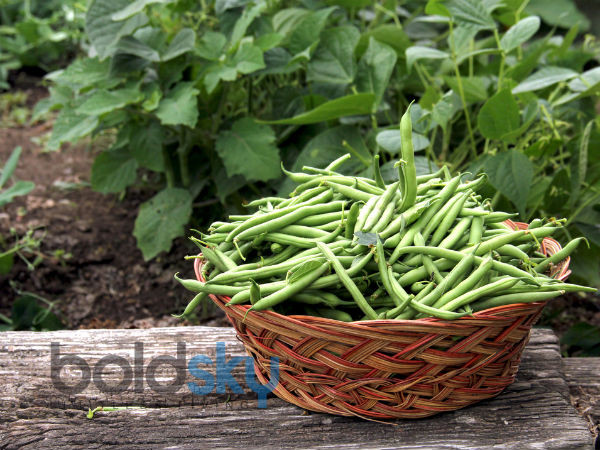 10. Đỗ cô ve: Sỏi thận bắt đầu hình thành khi do mất nước, nước tiểu bị bão hòa và các phân tử không hòa tan của oxalat bắt đầu kết tinh. Đậu cô ve chứa ít oxalat hơn và do đó, có thể giúp ngăn ngừa sự hình thành các tinh thể oxalat trong thận.