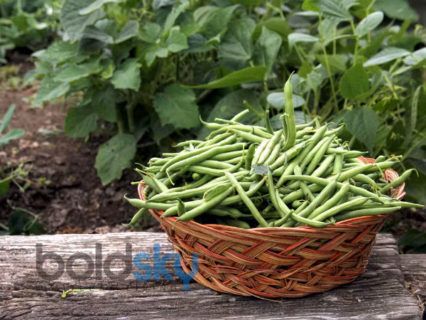 10. Đỗ cô ve: Sỏi thận bắt đầu hình thành khi do mất nước, nước tiểu bị bão hòa và các phân tử không hòa tan của oxalat bắt đầu kết tinh. Đậu cô ve chứa ít oxalat hơn và do đó, có thể giúp ngăn ngừa sự hình thành các tinh thể oxalat trong thận.