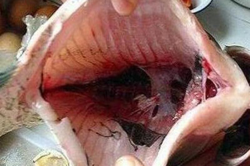 Lớp màng đen trong bụng cá thực sự là lớp bên trong phúc mạc của cá, có vai trò bảo vệ các cơ quan nội tạng và bôi trơn. Đây là nơi lắng đọng của các tế bào sắc tố trong cá nên mới có màu đen và có thể ăn được.