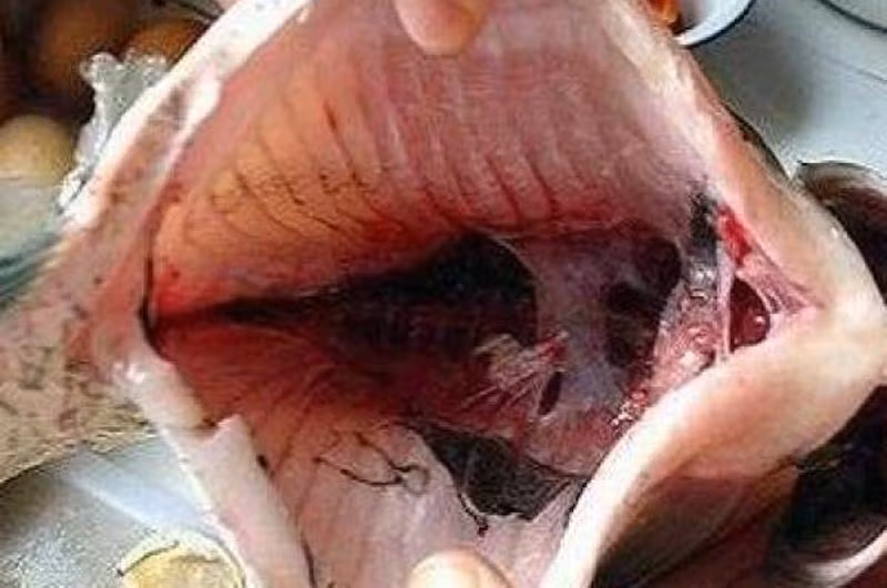 Lớp màng đen trong bụng cá thực sự là lớp bên trong phúc mạc của cá, có vai trò bảo vệ các cơ quan nội tạng và bôi trơn. Đây là nơi lắng đọng của các tế bào sắc tố trong cá nên mới có màu đen và có thể ăn được.