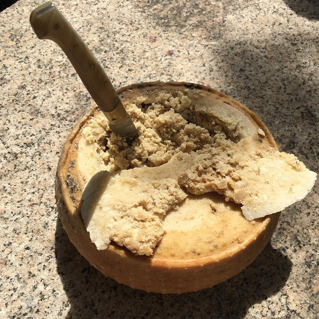 Món đặc sản được coi là “kinh dị này” đã trở thành một phần trong văn hóa ẩm thực của người Sardinia suốt hàng trăm năm qua. Vào năm 2010, món ăn này được công nhận là một phần của di sản văn hóa của Sardinia.