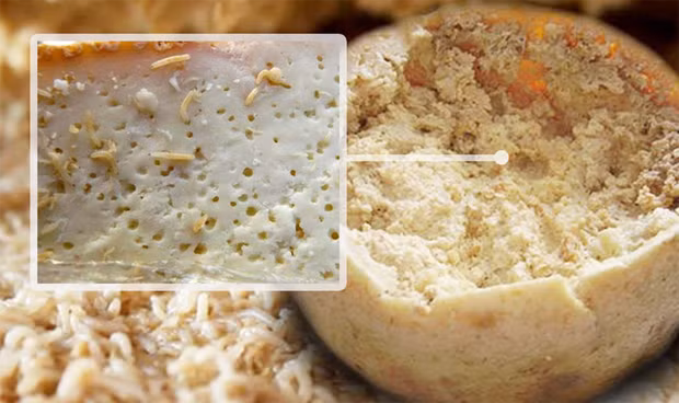 Casu Marzu là một loại phô mai lúc nhúc giòi cực kỳ được ưa chuộng ở vùng Sardinia, Ý. Nó còn có tên gọi khác là Maggot Cheese hay Rotten Cheese (phô mai thối). Điểm nổi bật của Casu Marzu là nếu nhìn gần, bạn sẽ thấy những con giòi lúc nhúc trong đó, khiến ai cũng phải sởn da gà khi nhìn vào.