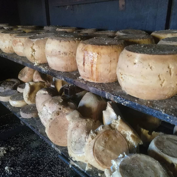 Các ấu trùng của loài ruồi này được cố tình cho vào để thúc đẩy quá trình lên men và phá vỡ chất béo của pho mát. Lúc này, kết cấu của pho mát sẽ trở nên rất mềm mịn, với một chất lỏng (gọi là lagrima) thấm ra ngoài. Thành phẩm chính là những con giòi có màu trắng mờ, dài khoảng 8 milimét bò lúc nhúc bên trên phô mai.