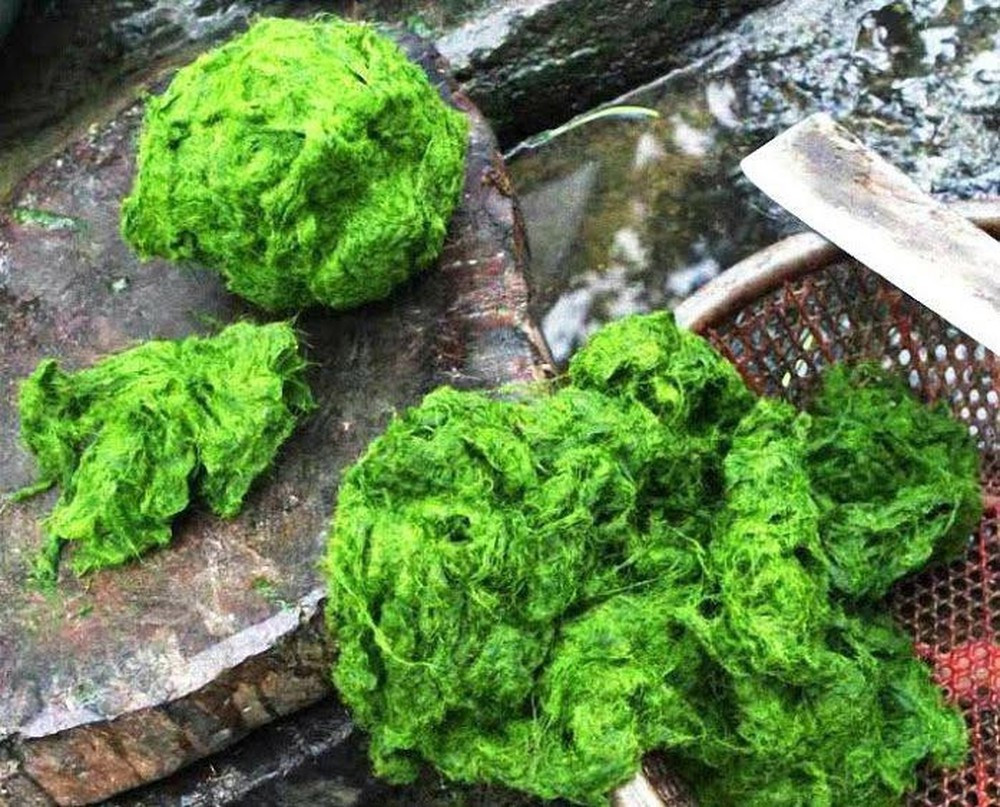 Rêu đá là đặc sản ở một số tỉnh thuộc Tây Bắc, đúng như tên gọi, nó được chế biến từ rêu mọc bám theo các tảng đá lớn ở lòng các con suối. Hình ảnh các cô gái dân tộc lội suối hái rêu đã trở thành một nét đẹp của những ngày đầu xuân ở vùng cao.