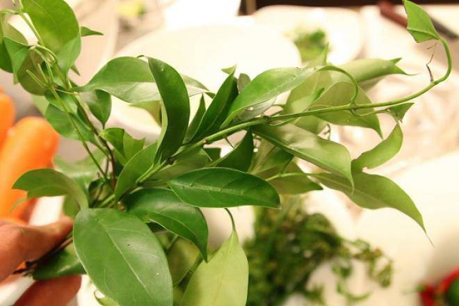 Cây vón vén hay còn được các mế (mẹ) người Thái gọi vui là cây vén váy. Loài cây này thường mọc ở trong rừng. Loại rau rừng tên lạ này có vị chua chua, thường được dùng để nấu canh chua. Đặc biệt là dùng để nấu với cá hoặc ninh xương thì rất ngon.