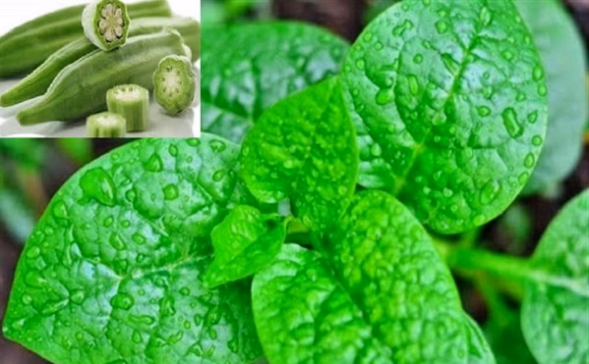 Nhung thuc pham cang an cang ho nhieu, nguoi om nen han che-Hinh-9