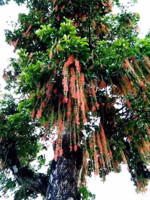 Ngam cay loc vung co thu moc ben duong gia nua ty khong ban-Hinh-2