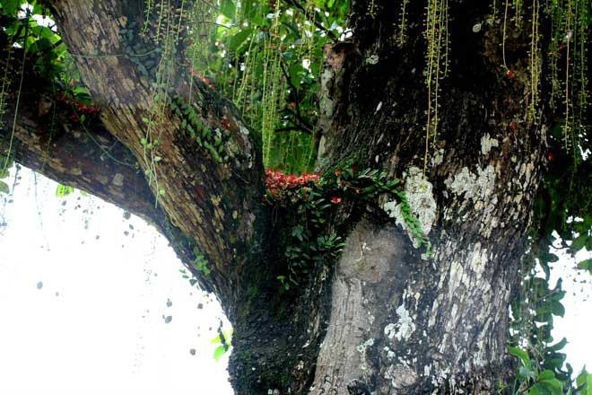 Ngam cay loc vung co thu moc ben duong gia nua ty khong ban-Hinh-3