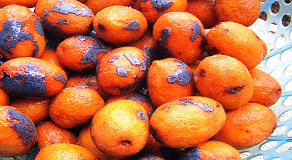 Om cọ cũng là một nghệ thuật. Người ta không om cọ khi nước sôi sùng sục, vì như thế quả cọ sẽ vì nhiệt độ quá nóng mà teo đi, quắt lại, ăn cứng và chát. Cọ cũng không thể om quá lâu, khi mặt nước nổi những váng màu vàng, cọ từ màu xanh sậm chuyển sang màu vàng là được.