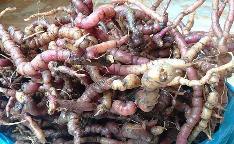 Quy ong cuong duong 30 gio vi ba kich hay “than duoc” khac?