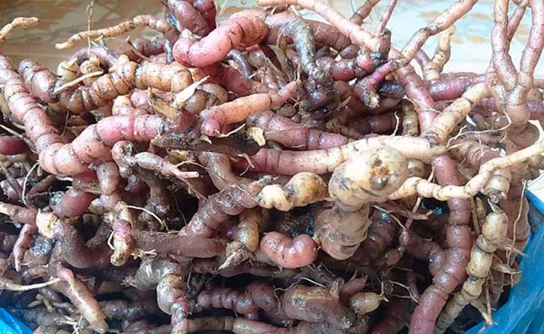 Quy ong cuong duong 30 gio vi ba kich hay “than duoc” khac?