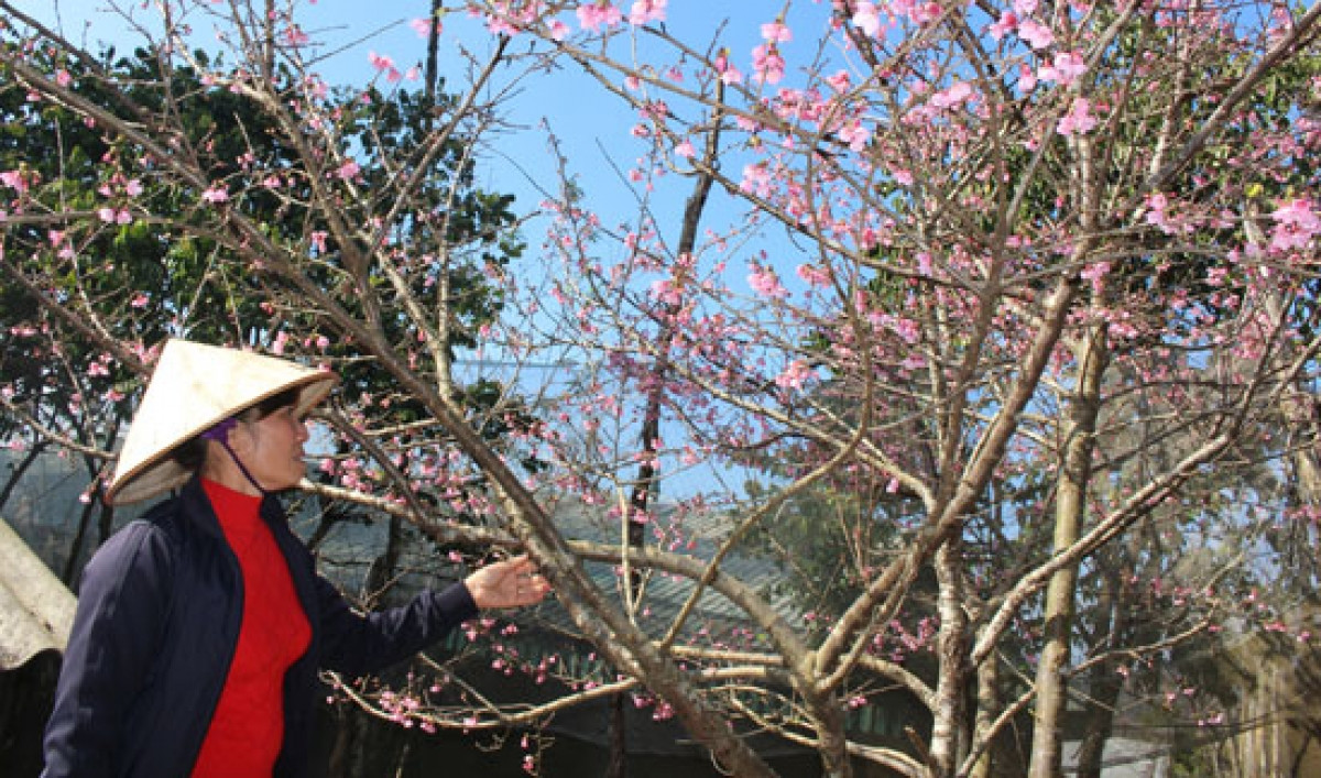 Tet nguyen dan 2021 se cam choi dao rung-Hinh-2