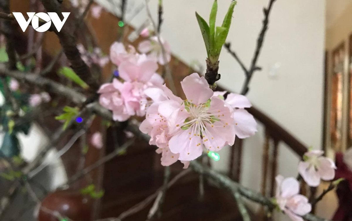 Tet nguyen dan 2021 se cam choi dao rung