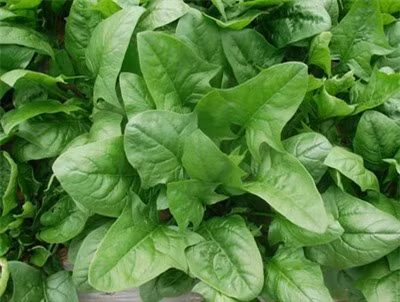 Những thực phẩm tốt cho mùa lạnh - Hình 6 Nhung thuc pham tot cho mua lanh-Hinh-6