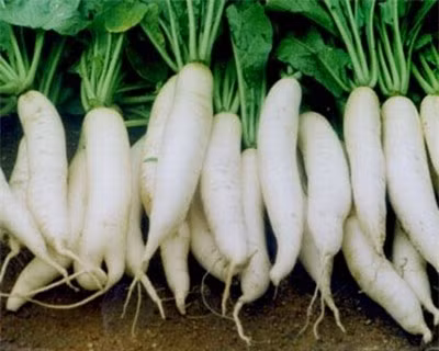 Những thực phẩm tốt cho mùa lạnh - Hình 3 Nhung thuc pham tot cho mua lanh-Hinh-3