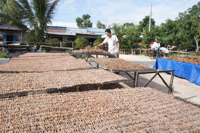 Khô nhái phơi dưới ánh nắng khoảng 8 - 9 tiếng là có thể bán. Sau khi phơi đạt chuẩn, nhái khô “quắt” lại bằng ngón tay.