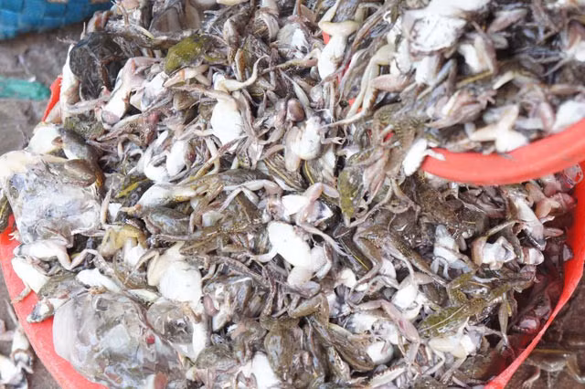 Người dân miền Tây bật mí, món " vũ nữ chân dài" này ban đầu có xuất xứ từ Campuchia. Điều quan trọng của món ăn chính là khâu lựa chọn nhái. Nhái được chọn phải là loại nhái cơm, nhỏ, được bắt từ đồng, thịt săn chắc.