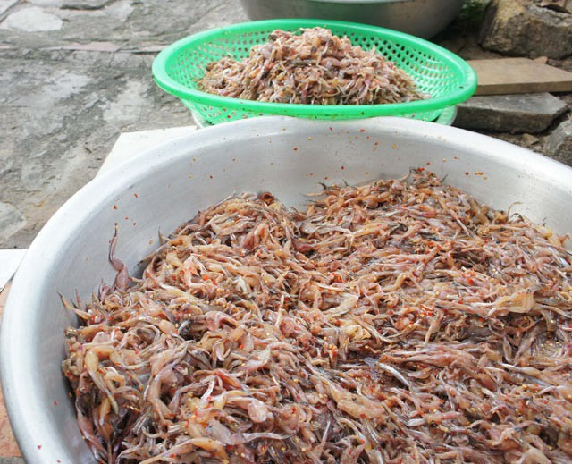 Sau khi nhái thấm gia vị, người dân xếp từng con nhái lên các tấm vĩ tre có lót một lớp lưới bên trên.