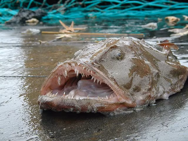 Cá thầy tu thường sống dưới biển sâu, chúng có giá trị dinh dưỡng cao, chứa nhiều collagen và vitamin nên được người dân nhiều nước rất ưa chuộng.