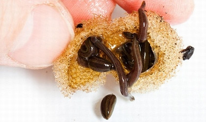 Đỉa sấy khô tán bột không thể nở thành đỉa con.