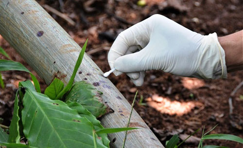 3 ba chau bi hang xom sat hai: Pha an nho soi toc tren la ca phe-Hinh-3