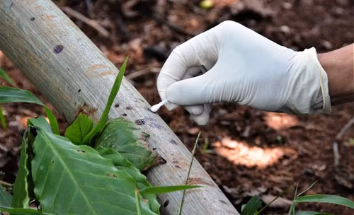 3 ba chau bi hang xom sat hai: Pha an nho soi toc tren la ca phe-Hinh-3