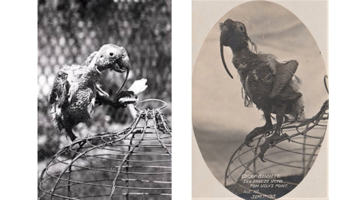 Chính căn bệnh này đã khiến Cocky Bennett có chiếc mỏ dài, có mấu và xoắn khác thường. Nó chỉ có thể hấp thụ dưỡng chất bằng cách ăn thức ăn nghiền sẵn vào cuối đời. Sau nhiều năm chiến đấu với bệnh tật, nó chết vào ngày 26/5/1916.