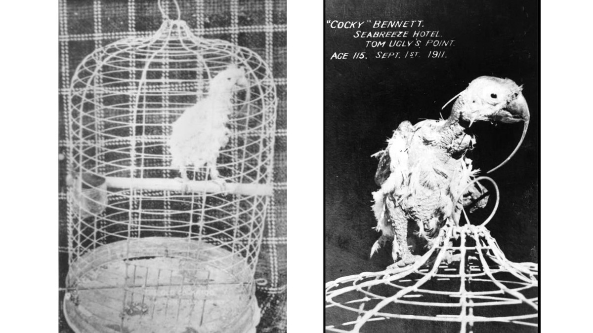 Câu nói này xuất phát từ việc Cocky Bennett mắc bệnh mỏ và lông nhiễm khuẩn Psittacine (PBFD) khiến phần đầu của nó bị trụi lông trong vài chục năm cuối đời. Đây là bệnh virus phổ biến giết chết 50% vẹt mào ngày nay trước khi chúng đạt độ tuổi thành thục sinh dục. 